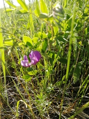 Lathyrus humilis