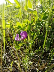Lathyrus humilis