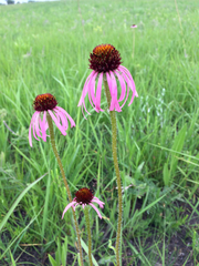 Echinacea simulata
