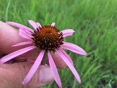 Echinacea simulata