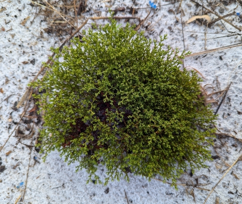 Image of Paronychia chartacea by no rights reserved