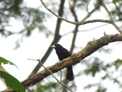 Amblycercus holosericeus