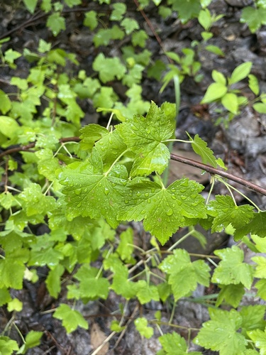 Ribes nelsonii