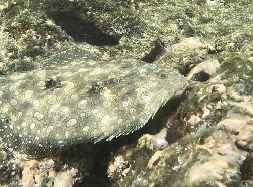 Tropical flounder