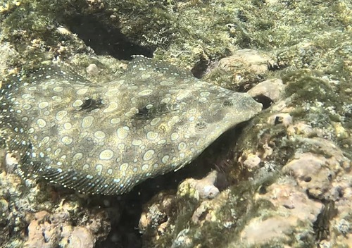 Flounder (Bothus mancus) — Bothidae — 4