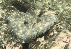 Tropical Flounder photo 2