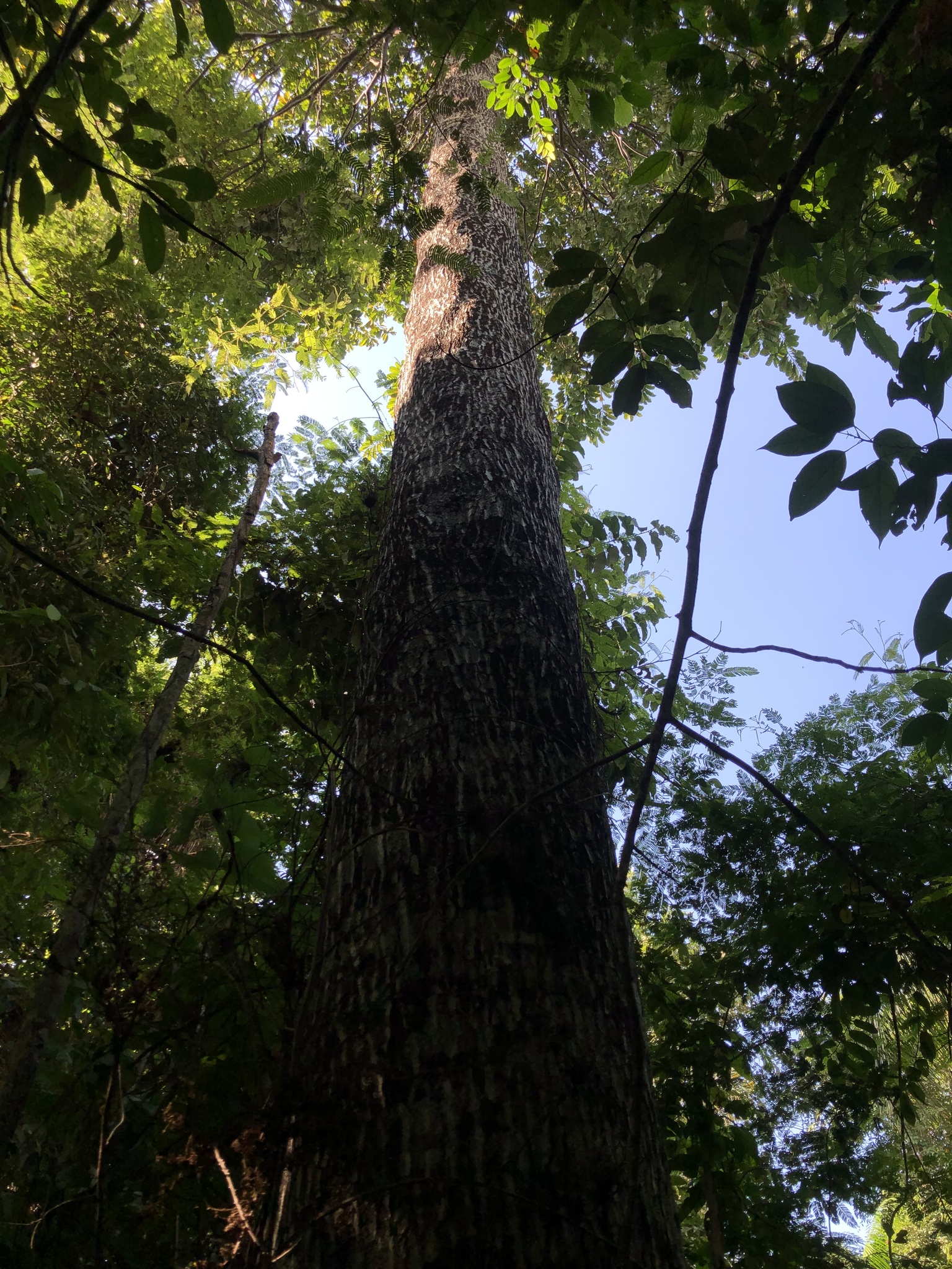 Imagem de Castanha-do-pará
