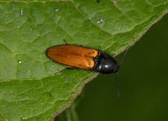 Ampedus nigroflavus