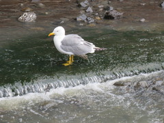 Larus michahellis atlantis