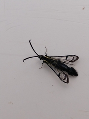 Synanthedon