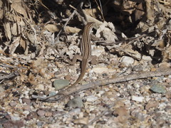 Aspidoscelis sonorae