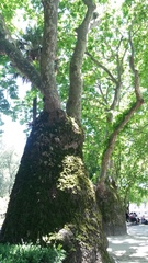 Platanus × hispanica