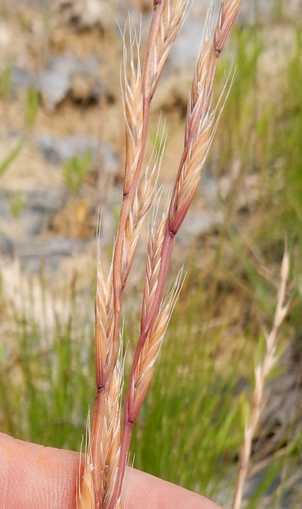 Taumel-lolch (madeira Plants Poaceae) · Inaturalist