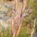 Darnel Ryegrass - Photo (c) Bob O'Kennon, some rights reserved (CC BY-NC), uploaded by Bob O'Kennon