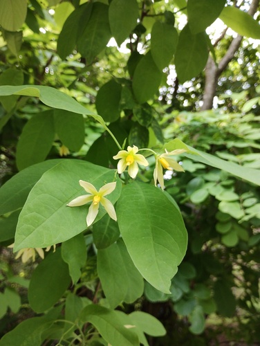 Solanum glaucescens