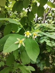 Solanum glaucescens