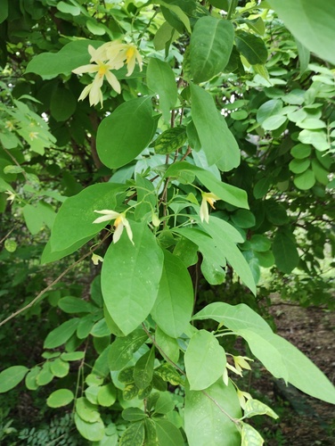 Solanum glaucescens, photograph 2