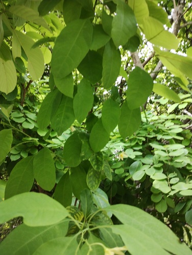 Solanum glaucescens, photograph 3