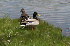 Anas platyrhynchos