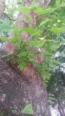 Platanus × hispanica