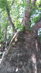 Platanus × hispanica