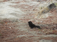 Antrostomus arizonae