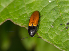 Ampedus nigroflavus