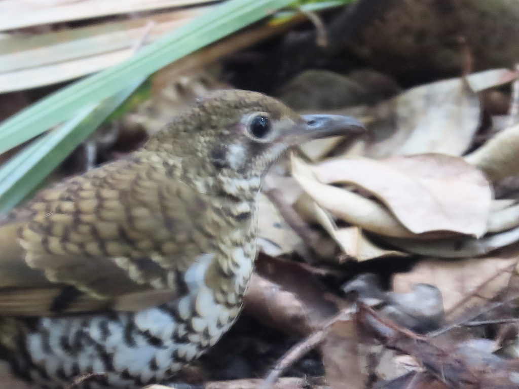 Russet-tailed Thrush from Sandbar NSW 2428, Australia on June 1, 2023 ...