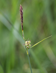 Carex tomentosa