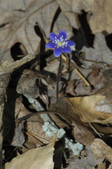 Hepatica americana