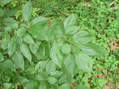 Rhamnus davurica