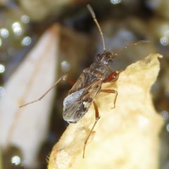 Ligyrocoris delitus