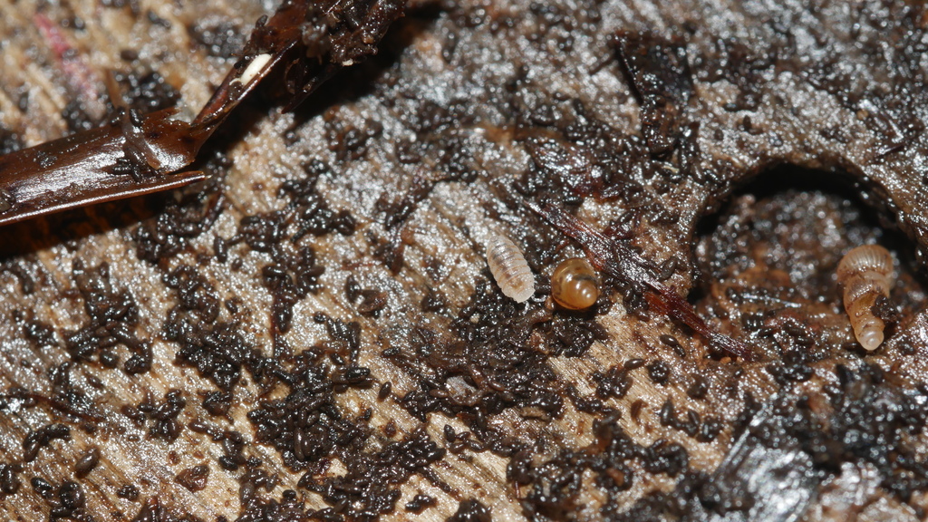 Buchnerillo neotropicalis