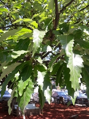 Quercus castaneifolia