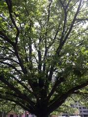 Quercus castaneifolia