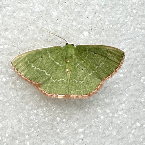 Florida Emerald photo 4