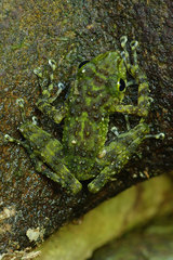 Gephyromantis webbi