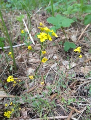 Draba sibirica
