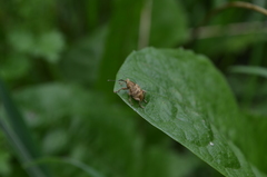 Curculio venosus