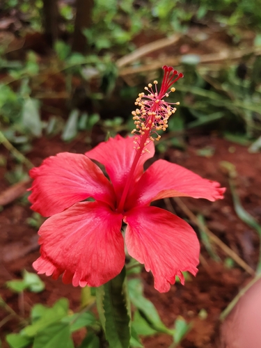 Red Hibiscus