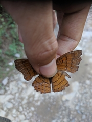 Pseudergolis wedah