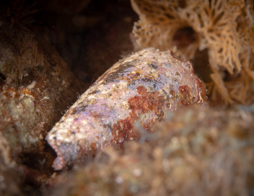 Conus imperialis observed 2024-07-05