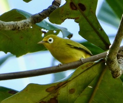 Wakatobi White-Eye photo 2