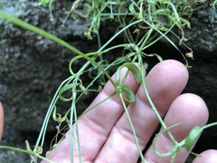 Stellaria fontinalis