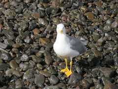 Larus michahellis atlantis
