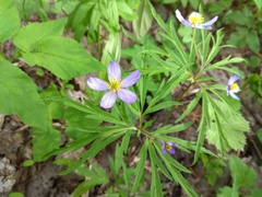 Anemonoides caerulea