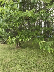 Fraxinus pennsylvanica