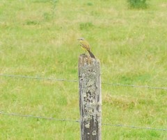 Motacilla flava flava