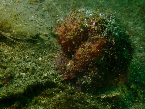 East Pacific Red Octopus photographed in Alaska