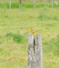 Motacilla flava flava